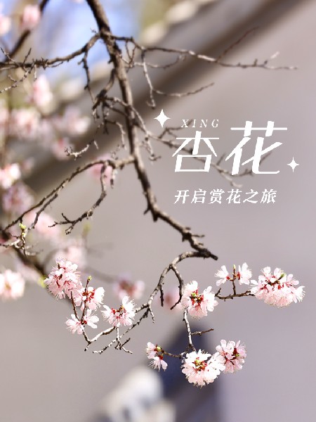 追花指南第六期！杏花雨 楊柳風(fēng) 北京最美的杏花在這里