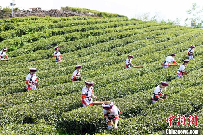 眾多白族村民身著民族服飾走進茶園采摘?！钊A峰 攝