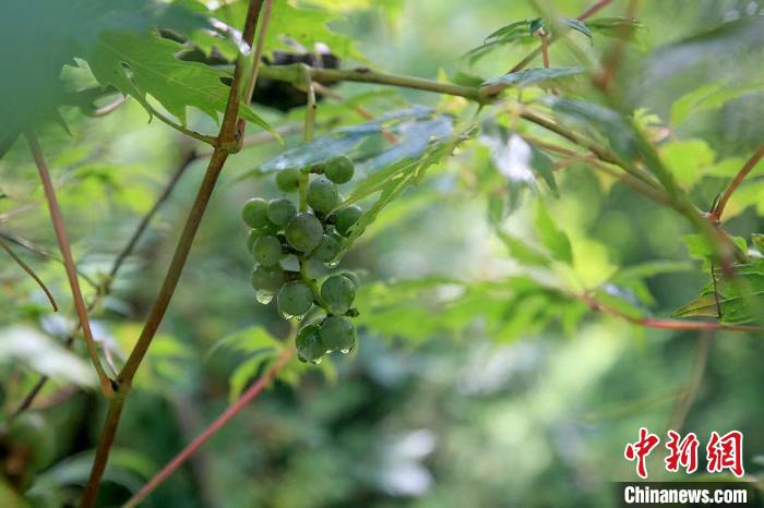 野生動物在北京：如何筑牢生物多樣性“保護(hù)網(wǎng)”？