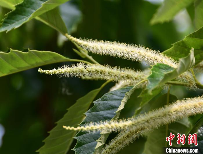毛茸茸的栗花?！『略破?攝