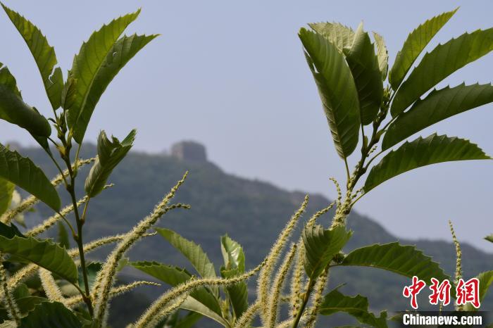 長(zhǎng)城腳下，“栗”花盛開(kāi)。　郝云崎 攝