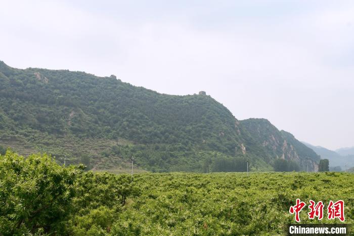 長(zhǎng)城腳下萬(wàn)畝栗花綻放，散發(fā)出淡淡清香?！『略破?攝