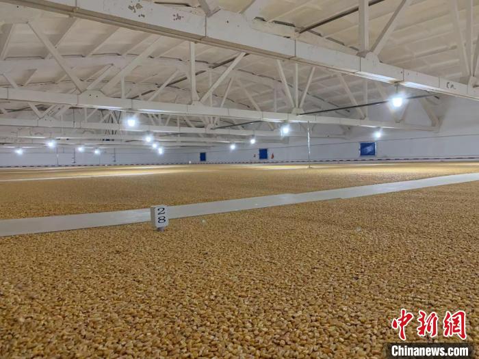 倉內(nèi)清涼干爽、遍地金黃，上千平方米的糧食盡收眼底?！⊥趸萘?攝