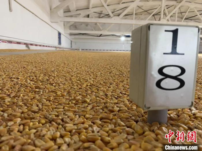 數(shù)千噸的小麥、玉米如同一塊塊被“切平”的巨型蛋糕“鑲嵌”在地面上?！⊥趸萘?攝