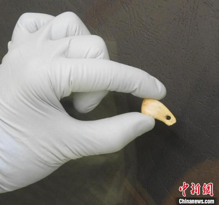 打孔鹿牙墜飾提取DNA后(圖片來自馬克斯·普朗克演化人類學(xué)研究所)?！∈┢樟指瘛ぷ匀?供圖