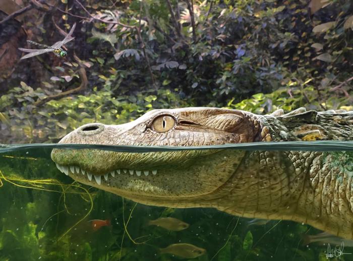 Alligator munensis藝術(shù)復(fù)原圖(圖片來自Márton Szabó)。　施普林格·自然 供圖