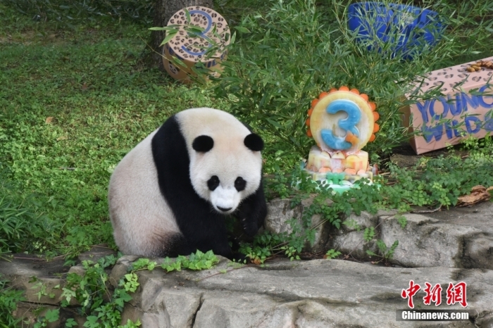 當(dāng)?shù)貢r(shí)間8月21日，旅美大熊貓幼崽“小奇跡”迎來(lái)3周歲生日。華盛頓國(guó)家動(dòng)物園給“小奇跡”舉辦了“生日派對(duì)”，眾多游客前來(lái)給“小奇跡”慶生。<a target='_blank' href='/'><p  align=