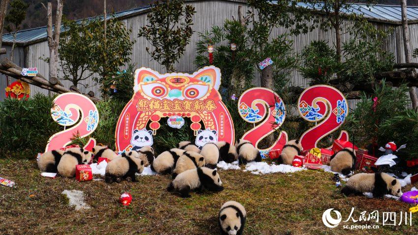 熊貓寶寶賀新春、迎冬奧。李傳有攝