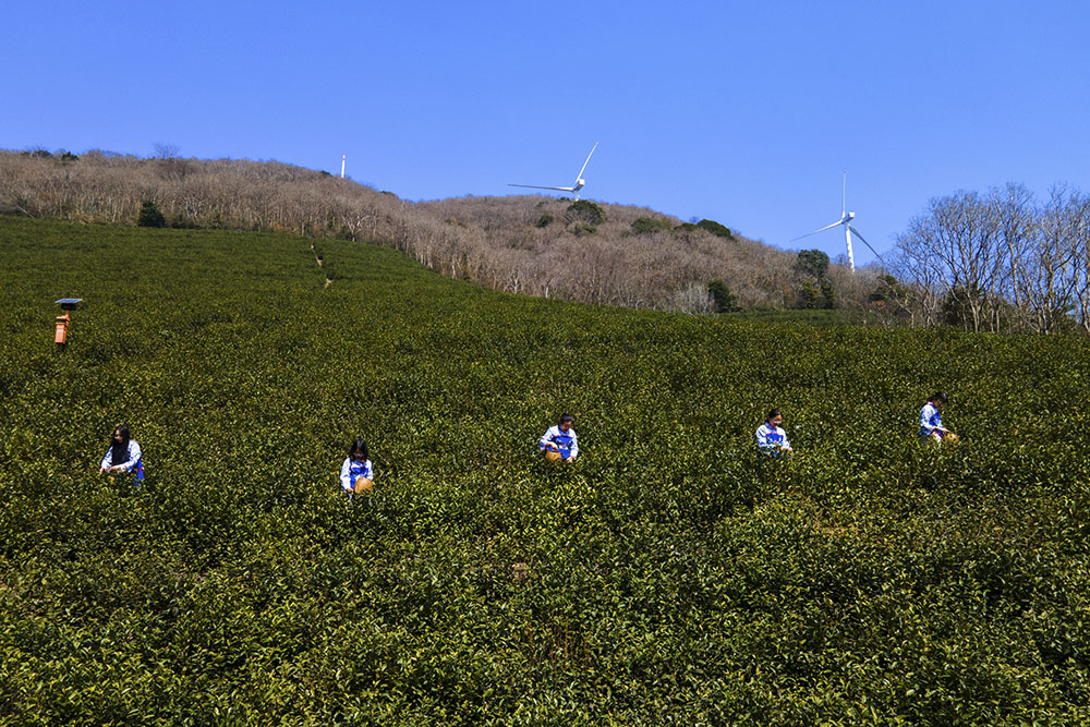 茶農(nóng)們搶抓晴好天氣采摘春茶。楊云中攝