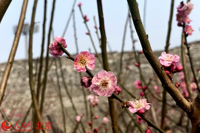 明城墻遺址公園梅花初綻。 人民網(wǎng) 池夢(mèng)蕊攝