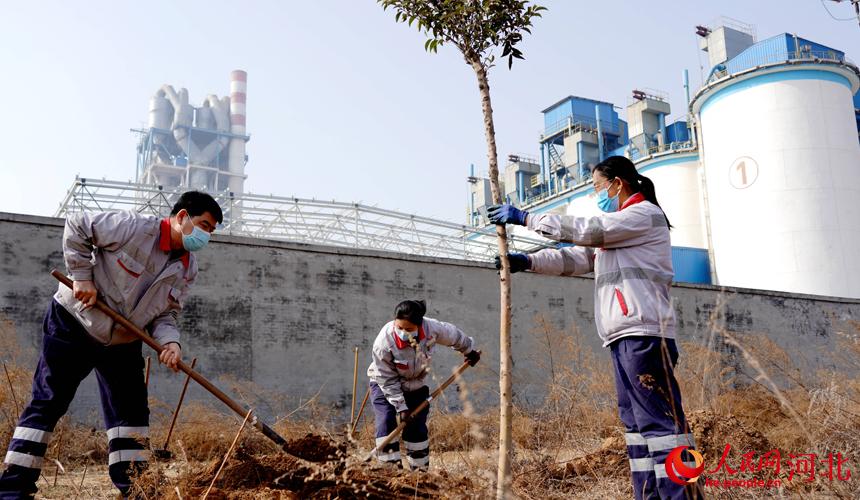 邢臺金隅職工在石邢公路沿線植樹。 宋繼昌攝