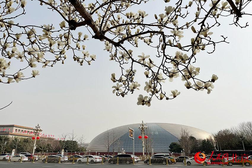 長(zhǎng)安街畔玉蘭綻放。人民網(wǎng) 尹星云攝