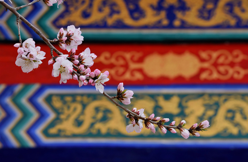 “云”賞桃花相映紅。紅橋區(qū)委宣傳部供圖