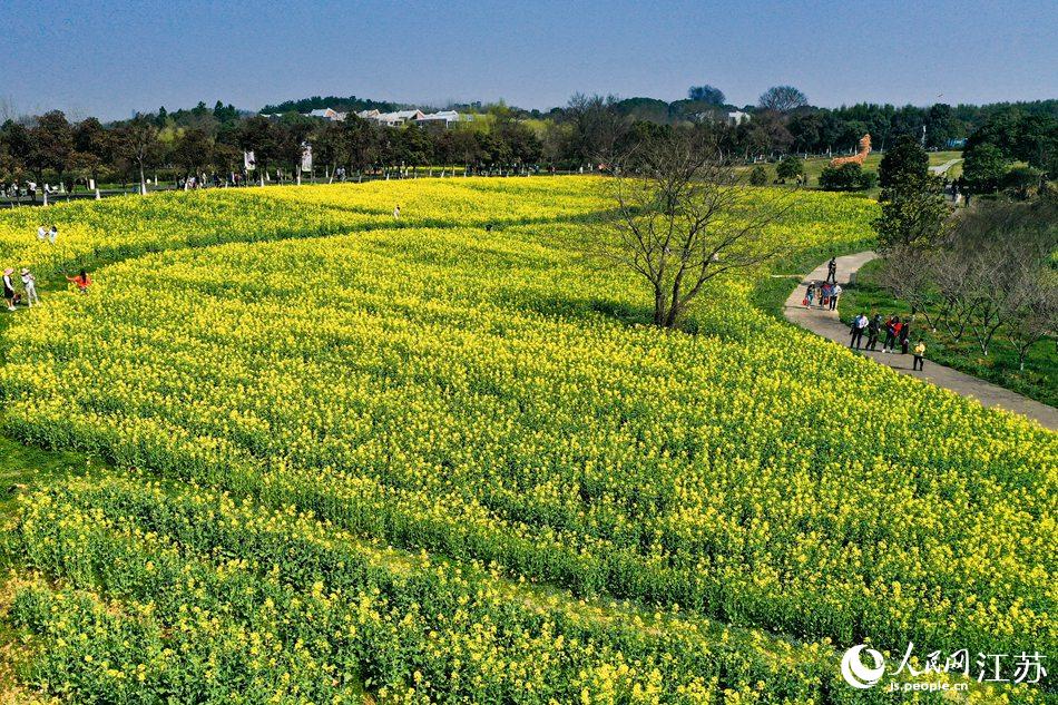 高淳區(qū)椏溪國際慢城桃花扇廣場油菜花田。劉列攝