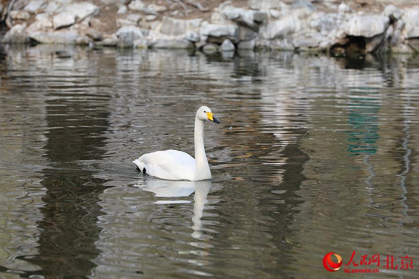 北京動(dòng)物園水禽湖上，水鳥游弋其中，傳遞春的消息。人民網(wǎng) 尹星云攝