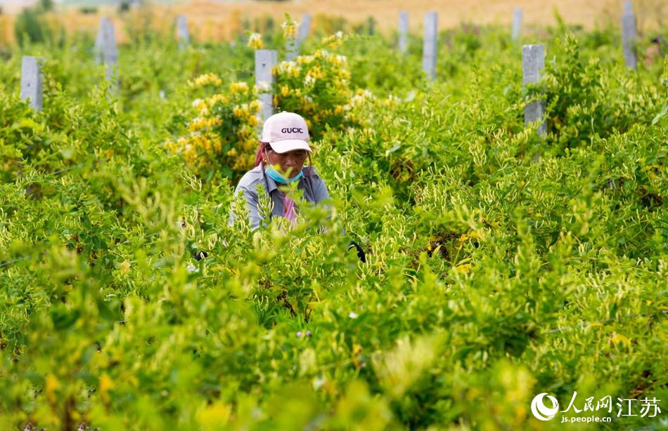 淮安市淮安區(qū)復興鎮(zhèn)的金銀花進入采摘黃金期。紀星名攝