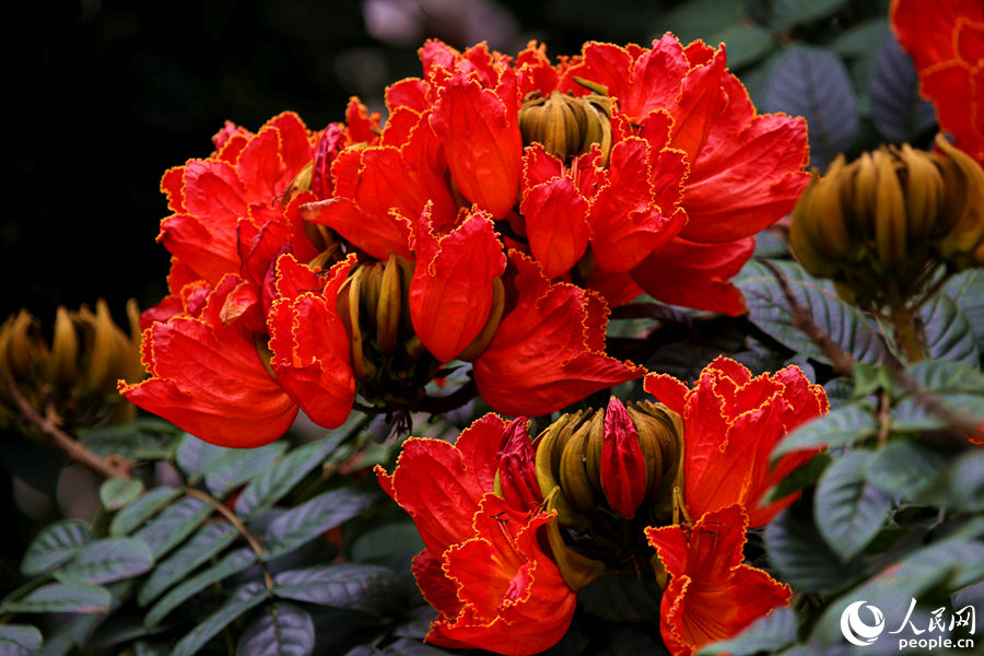 一朵朵紅花在枝葉頂端綻放。人民網(wǎng) 陳博攝