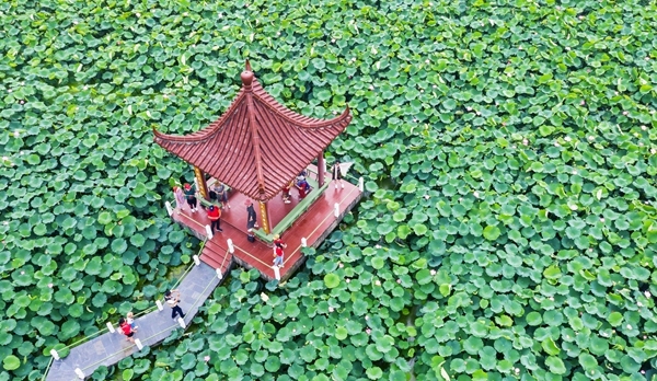 圖為金湖萬畝荷花蕩。陳義寶攝