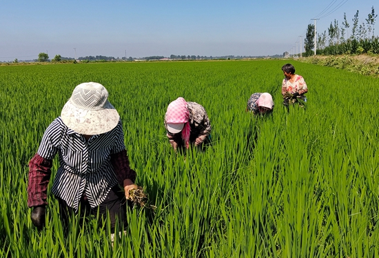 7月15日，農(nóng)民在河北省玉田縣石臼窩鎮(zhèn)王家樓村稻田勞作。 張仁杰攝