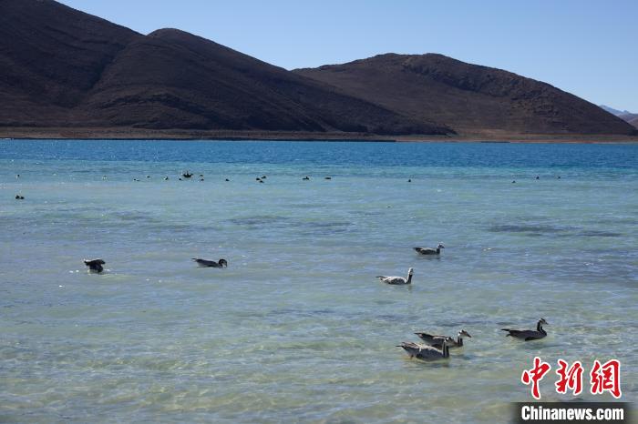 圖為過冬的候鳥在羊湖游弋?！∪轿木?攝