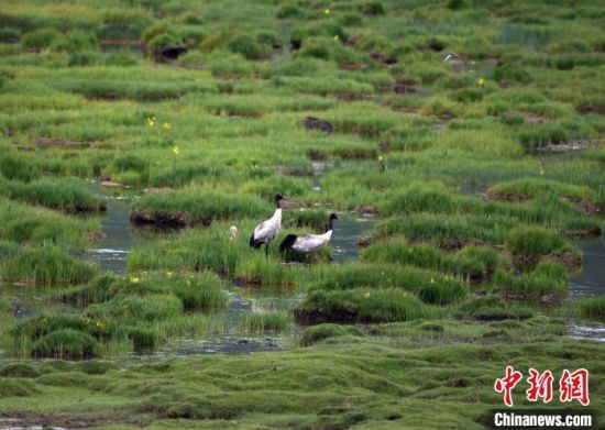 圖為祁連山國家公園青海片區(qū)內(nèi)的黑頸鶴。　祁連山國家公園青海省管理局供圖 攝