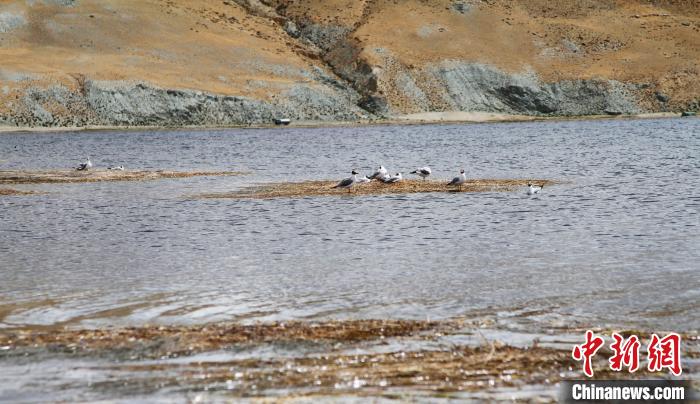 圖為瑪旁雍錯濕地棲息的水鳥?！≮w朗 攝