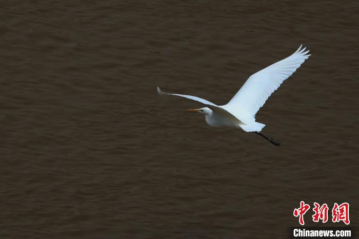 青?！澳赣H河”湟水水質(zhì)改善引鷺鳥嬉戲