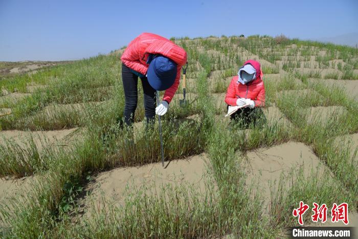 圖為工作人員在調(diào)查沙障技術(shù)成果。　張登山 攝