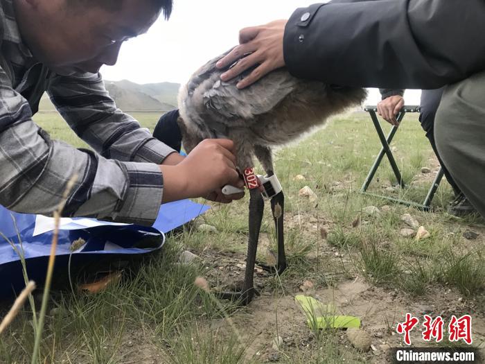 圖為研究人員為黑頸鶴佩戴GPS跟蹤設(shè)備。祁連山國(guó)家公園青海省管理局供圖