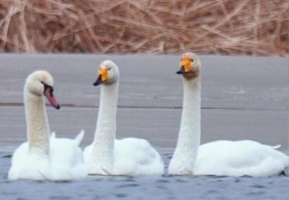 圖為疣鼻天鵝與大天鵝?！∏嗪?guó)家公園觀鳥協(xié)會(huì)供圖 攝