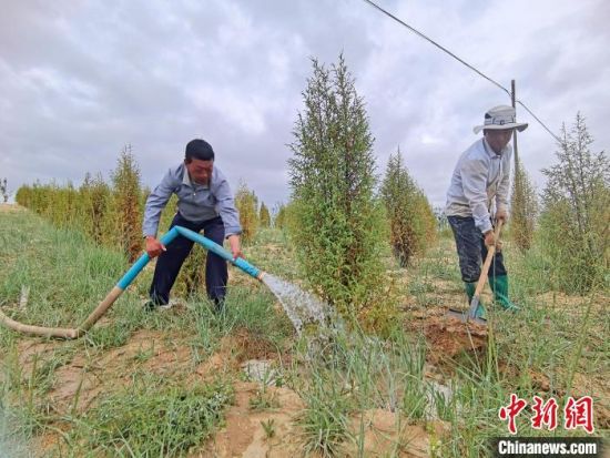 圖為扎西和村民給樹澆水?！∑钤鲚怼z