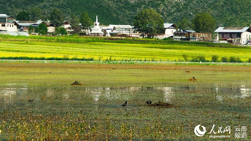 納帕海成為鳥類遷徙停留地。呂昊辰攝