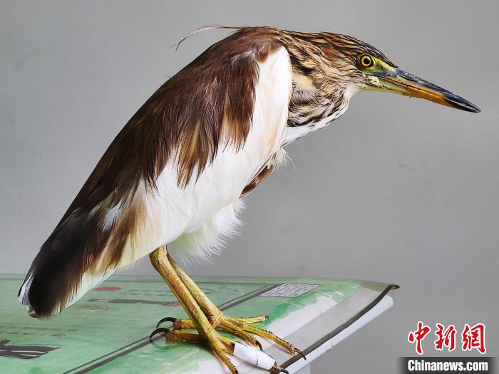 圖為被救助的國家一級重點保護動物池鷺。　柳澤田 攝