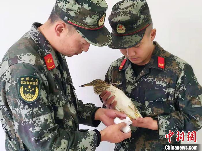 圖為武警官兵正在為國家一級重點保護動物池鷺包扎?！×鴿商?攝