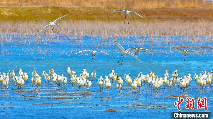 沿海濕地，鳥類天堂。　鹽城市委宣傳部供圖