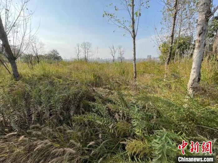 發(fā)現(xiàn)的加拿大一枝黃花?！畈?攝