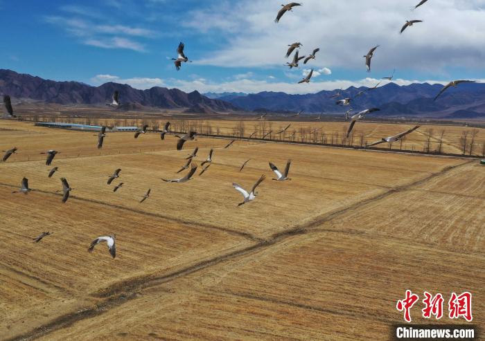 圖為黑頸鶴在拉薩市林周縣境內(nèi)飛翔?！∝暩聛硭?攝