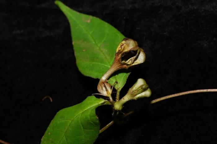 科研人員在西藏發(fā)現吊燈花屬新種——吉隆吊燈花