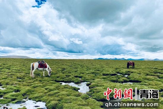 圖為長江南源沼澤濕地。李江寧攝