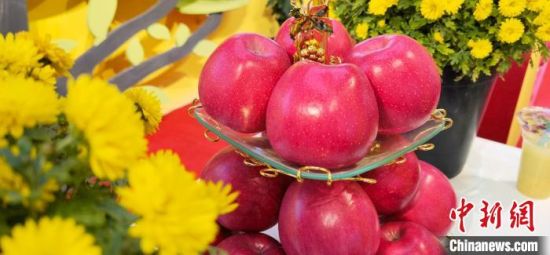 2021年10月15日，中國蘋果首屆產(chǎn)銷峰會(huì)暨甘肅平?jīng)龉焚Q(mào)易大會(huì)在平?jīng)鍪徐o寧縣開幕。(資料圖) 魏建軍 攝