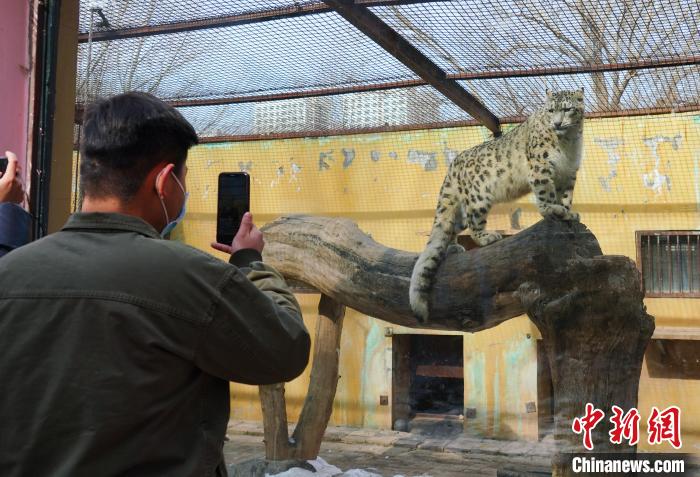 圖為雪豹“奶爸”史壽軍正在直播。　馬銘言 攝