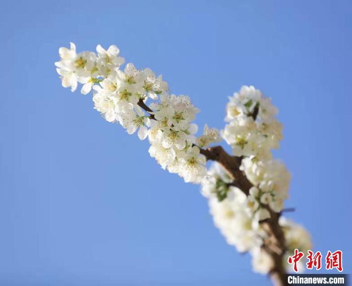 李花盛開?！『吻搴?攝