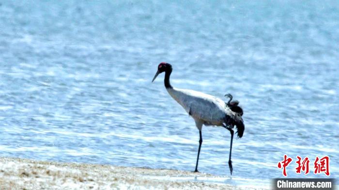 圖為黑頸鶴在青海湖畔散步?！《砣詹囟?攝