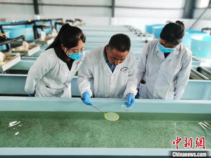 圖為工作人員檢查魚(yú)苗?！?zhí)砀?攝