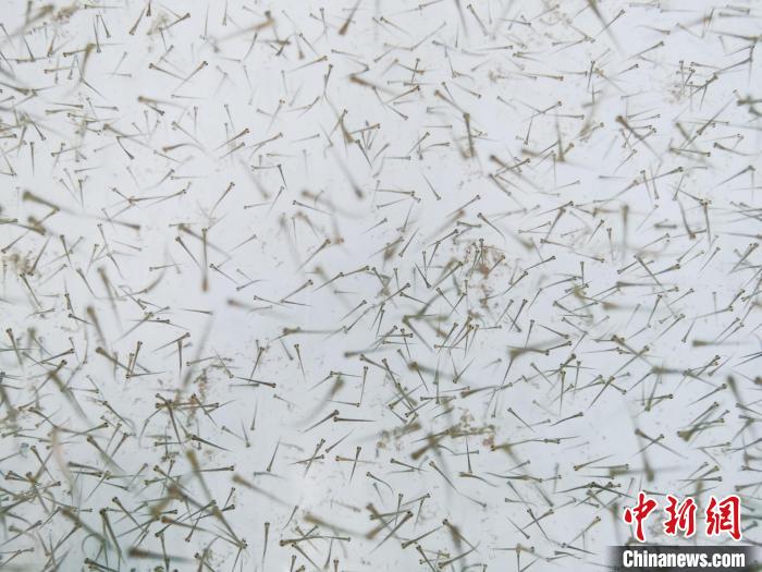 圖為魚(yú)苗。　張?zhí)砀?攝