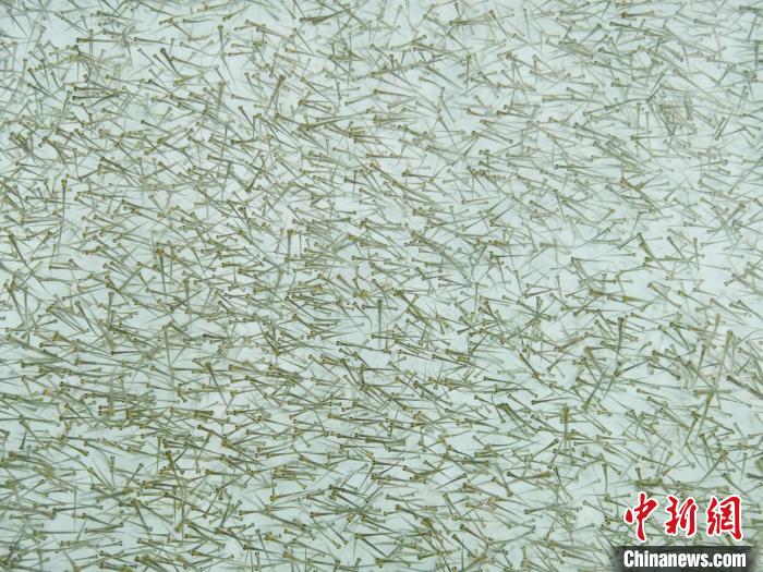 圖為密集培育的魚(yú)苗?！?zhí)砀?攝