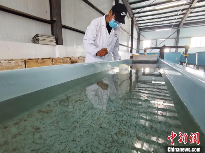 圖為工作人員檢查魚(yú)苗?！?zhí)砀?攝