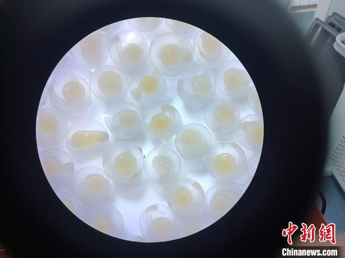 圖為顯微鏡下的魚(yú)卵?！∏嗪：沲幘茸o(hù)中心 供圖