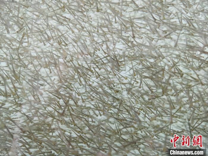 圖為密集分布的魚(yú)苗?！?zhí)砀?攝