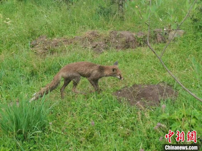 青?；ブ骄戎鷩叶壉Ｗo(hù)野生動物赤狐